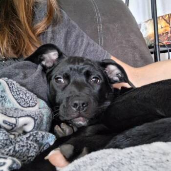Roo -  Pit Bull Terrier and Black Labrador Retriever Dog for Adoption in Bellingham, Washington - Roo | PetCurious