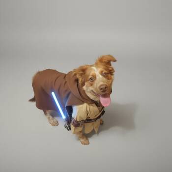 Australian Shepherd and Australian Cattle Dog Blue Heeler Dogs Available for Adoption in Midway, Utah - Hankster | PetCurious