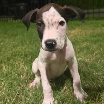Spot -  Pit Bull Terrier Dog for Adoption in Martinez, California - Spot | PetCurious