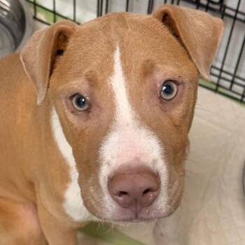 Pit Bull Terrier and Shar Pei Dogs Available for Adoption in Evansville, Indiana - Ripp | PetCurious