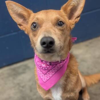 Mango -  Chihuahua Dog for Adoption in Independence, Kansas - Mango | PetCurious
