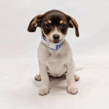 Spaniel and Mixed Breed Dogs Available for Adoption in Parker, Colorado - 622 (2026) Trixie | PetCurious