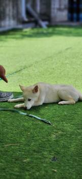 Bell -  Jindo Dog for Adoption in New York, New York - Bell | PetCurious