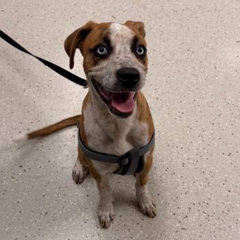 Baxter -  Great Dane Dog for Adoption in Indianapolis, Indiana - Baxter | PetCurious