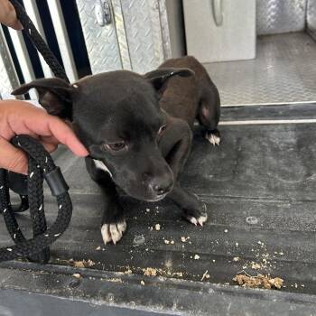 Henry -  Pit Bull Terrier Dog for Adoption in Roxboro, North Carolina - Henry | PetCurious