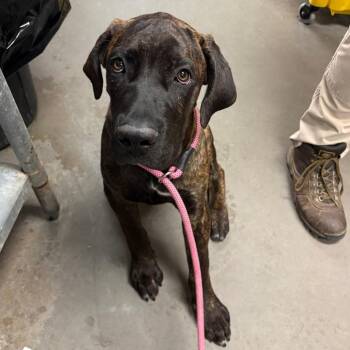 Friend -  Cane Corso Dog for Adoption in Yuma, Arizona - Friend | PetCurious