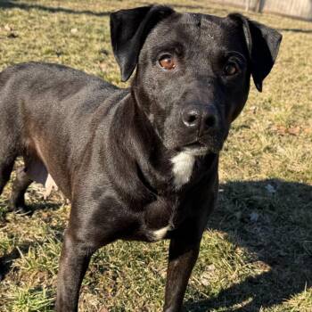 Seraphina -  Labrador Retriever and Mixed Breed Dog for Adoption in Dayton, Ohio - Seraphina | PetCurious