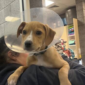 Hound Dogs Available for Adoption - Pino | PetCurious