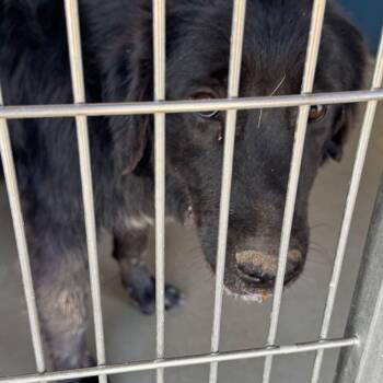 Rosebud -  Great Pyrenees Dog for Adoption in Kingman, Arizona - Rosebud | PetCurious