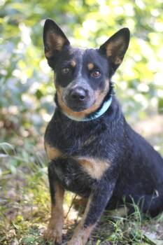 Extreme in NH. Come Meet our Adoptable Dogs Wednesday-Saturday.  -  Australian Cattle Dog Blue Heeler Dog for Adoption in Manchester, New Hampshire - Extreme In NH. Come Meet Our Adoptable Dogs Wednesday-Saturday.  | PetCurious