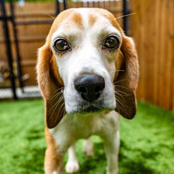 Sesame -  Beagle Dog for Adoption in Naperville, Illinois - Sesame | PetCurious