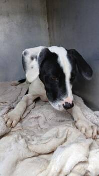Calvin Klein -  Mixed Breed Dog for Adoption in Shelbyville, Tennessee - Calvin Klein | PetCurious