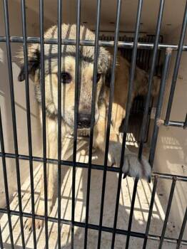 CAMDEN -  German Shepherd Dog Dog for Adoption - CAMDEN | PetCurious
