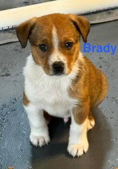 Australian Shepherd and Pit Bull Terrier Dogs Available for Adoption - Virgin River :  Brady | PetCurious