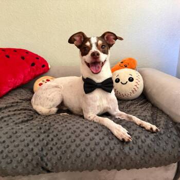 Scout -  Jack Russell Terrier and Rat Terrier Dog for Adoption in High Ridge, Missouri - Scout | PetCurious