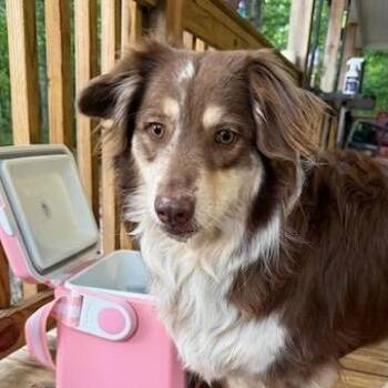Australian Shepherd Dogs Available for Adoption in Huntsville, Alabama - Sherry | PetCurious