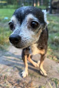Libby -  Chihuahua Dog for Adoption in Mount Pleasant, South Carolina - Libby | PetCurious
