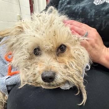 Burrito -  Mixed Breed Dog for Adoption in York, Pennsylvania - Burrito | PetCurious