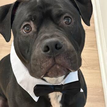 TAZ -  American Bully Dog for Adoption in New York, New York - TAZ | PetCurious