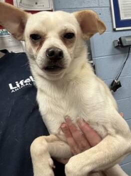 Rescue Mixed Breed Dogs for Adoption in Chamblee, Georgia - Appledon | PetCurious