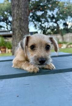 Clark a sweet tiny male Yorkie mix puppy -  Yorkshire Terrier Dog for Adoption in Lockhart, Texas - Clark A Sweet Tiny Male Yorkie Mix Puppy | PetCurious