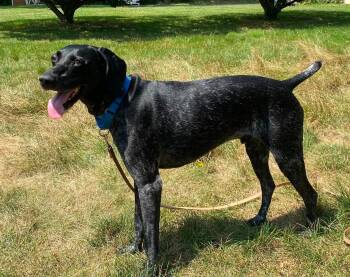 Guiness -  German Shorthaired Pointer Dog for Adoption in Fullerton, Pennsylvania - Guiness | PetCurious