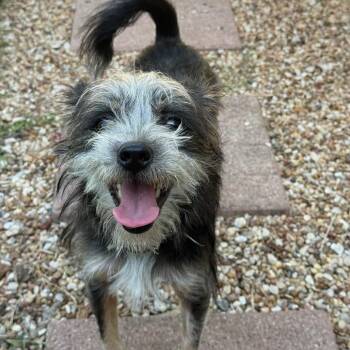 Boondocks 26-07-117 -  Terrier Dog for Adoption in Bastrop, Texas - Boondocks 26-07-117 | PetCurious