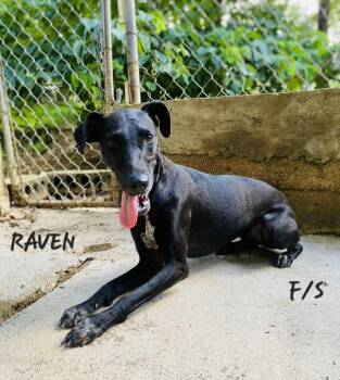 Raven -  Labrador Retriever Dog for Adoption in Milford, New Hampshire - Raven | PetCurious