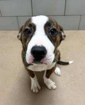Chex Mix -  Mixed Breed Dog for Adoption in Nashville, Tennessee - Chex Mix | PetCurious
