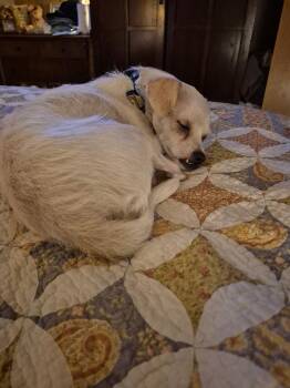 Rescue Maltese and Jack Russell Terrier Dogs for Adoption in Byron, Illinois - Lucy | PetCurious