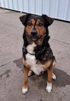 German Shepherd Dog and Australian Shepherd Dogs Available for Adoption in Camano, Washington - Nala | PetCurious