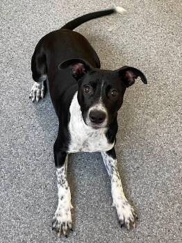 Kori -  Labrador Retriever Dog for Adoption in Covington, Virginia - Kori | PetCurious