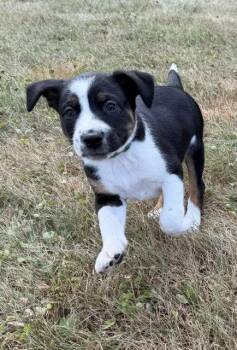 Astro -  Labrador Retriever and Terrier Dog for Adoption in Duluth, Minnesota - Astro | PetCurious