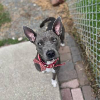 Rescue Mixed Breed Dogs for Adoption in Lakeland, Florida - Jezebel | PetCurious