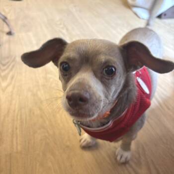 Desert Sand 14201 -  Terrier and Chihuahua Dog for Adoption in San Francisco, California - Desert Sand 14201 | PetCurious