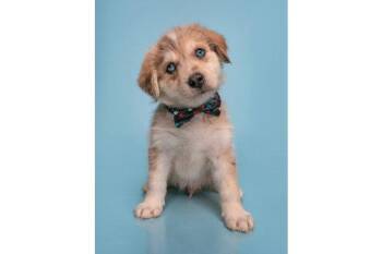 Date - Farmer -  Australian Shepherd and Great Dane Dog for Adoption in Palo Alto, California - Date - Farmer | PetCurious