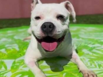 Rescue Pit Bull Terrier Dogs for Adoption in Palo Alto, California - PEACHES | PetCurious