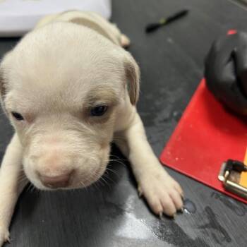 Terrier Dogs Available for Adoption in Lufkin, Texas - Peach | PetCurious