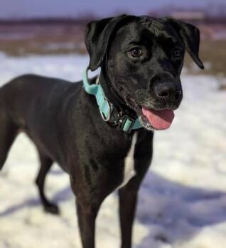Labrador Retriever and Boxer Dogs Available for Adoption - Raven | PetCurious