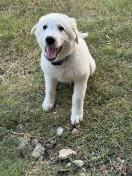 Yeti -  Great Pyrenees Dog for Adoption in Boerne, Texas - Yeti | PetCurious