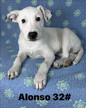 Hound and Border Collie Dogs Available for Adoption - Alonso *foster Needed* | PetCurious