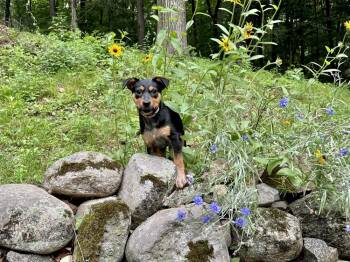 Zeppelin (Rock Star Litter) -  German Shepherd Dog and Cattle Dog Dog for Adoption in Brewster, New York - Zeppelin (Rock Star Litter) | PetCurious