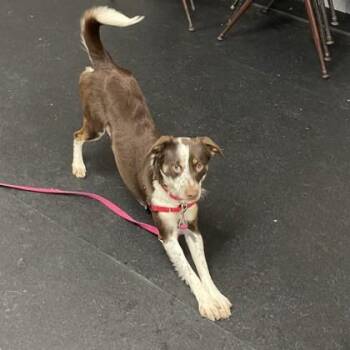 Mixed Breed Dogs Available for Adoption - Locket | PetCurious