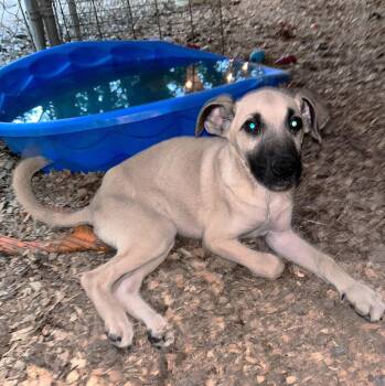 German Shepherd Dog Dogs Available for Adoption in Warwick, Rhode Island - Isaac MGO In MS | PetCurious