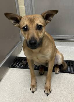NACHO -  Terrier Dog for Adoption in Ashland, Ohio - NACHO | PetCurious