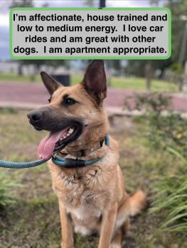 Claudia -  Shepherd Dog for Adoption in Spring, Texas - Claudia | PetCurious