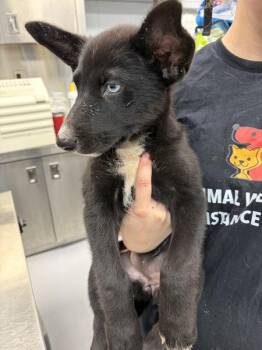 Pen 224 Darling -  Shepherd and Siberian Husky Dog for Adoption in Lawrenceville, Georgia - Pen 224 Darling | PetCurious
