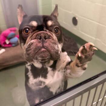 Delilah -  French Bulldog Dog for Adoption in West Palm Beach, Florida - Delilah | PetCurious