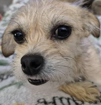 Rescue Terrier Dogs for Adoption in Eugene, Oregon - Nadine | PetCurious