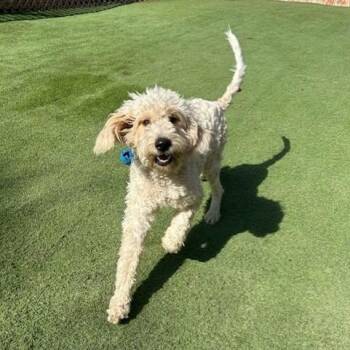 Rescue Poodle Dogs for Adoption in Williston, Vermont - Remington | PetCurious